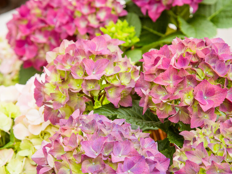 Rosa und weiße Blüten in einem geflochtenen Korb ausgestellt.